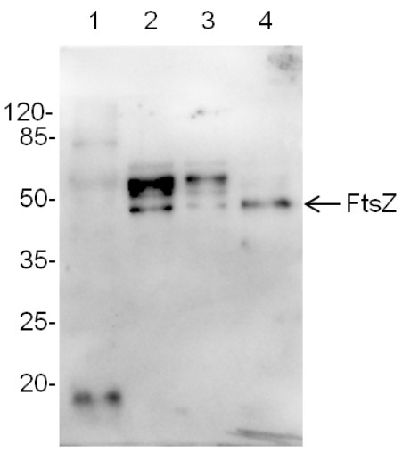 Western blot using anti-cyanobacterial FtsZ antibodies